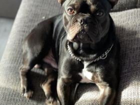 Karamoja Bell's Tutti Frutti Üepe