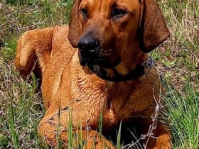 Dexter, RHODESIAN RIDGEBACK male 7 mounth, perfect,