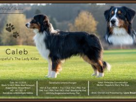 Black Tri W/C Deckrüde mit ASCA-Papieren