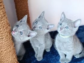 Unsere Kätzchen werden mit großer Sorgfalt und Liebe