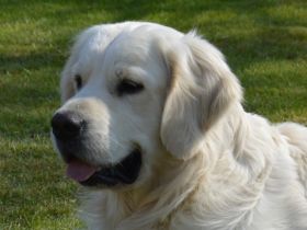 LEON - Tramin Lord of Summer (FCI)