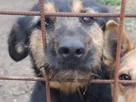 Informationen zu "Cuki " Rasse: Mischling Geschlecht: