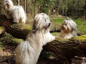 Havaneser von der Waldkur