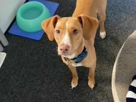 Islay hat eine Pflegestelle in 27798 Hude gefunden und