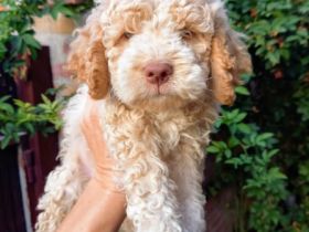Amazingly lagotto puppies for sale. 3 brown white and 6