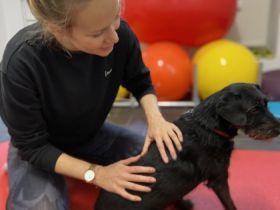 Rosalie Möller Tierphysiotherapie
