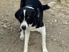 HÜNDIN SHELLY, kastriert, derzeit noch in Griechenland