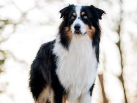 Deckrüde - Maori's HeiToki - DNA- VP, RF, BH-VDH, RO B, RO 1, RO 2,RO 3, ROIC,Agility A2