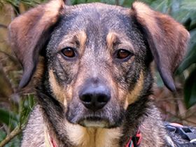 Mostie wurde von seinem Vorbesitzer im Internet