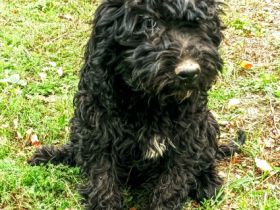 golden doodle puppy 3 and half mounth, black color