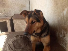 Tappancs hätte eine liebe Familie so sehr verdient