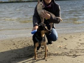 Tierheilpraxis Stefanie Baltes