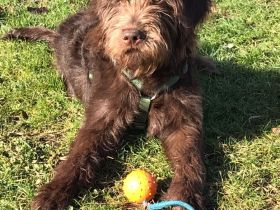 Labradoodle Welpen aus Top Verpaarung Wurfankündigung