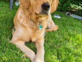 Golden Retriever vom Nägelstedter Unstruttal