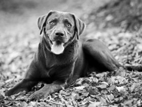 Barny vom Kloster Marienthal