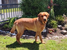 Samu od Himalâjskêho cedru.