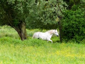 Aurora Tierheilpraxis - Tierheilpraktikerin mit mobiler Fahrpraxis