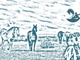 Aurora - mobile Tierphysiotherapie und -osteopathie