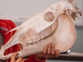 Jetzt Tierheilpraktiker werden!