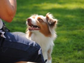 Hundeschule Hundoderkatz