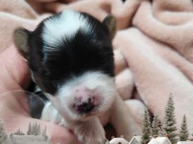 Derzeit haben wir bezaubernde Biewer Yorkshire Welpen