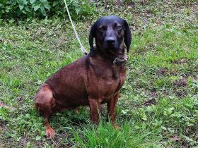 DECKRÜDE  Bayrischer Gebirgsschweishund