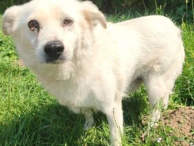 Andras der nette schneeweiße Rüde ist auf der Suche nach einem Zuhause.Er ist ein toller lieber Hund