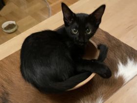 Zwei sehr liebe, neugierige und menschenbezogene