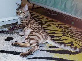 Wunderschöne Bengal Kater geboren 21.10.2021 abzugeben 