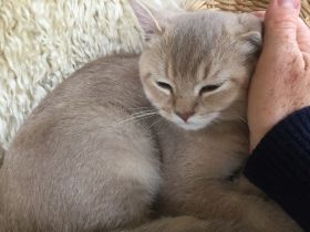 Timotheus von Inteco