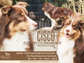 Yellowstone's Little Frenchman "Cisco"