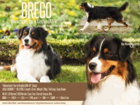 Yellowstone's You're Kinglike "Brego"