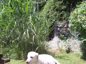 Hundepension "Bezaubernde Jeanie"