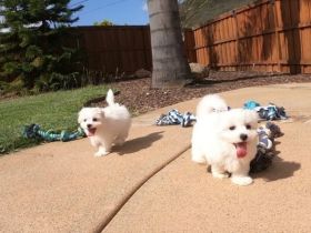 Rasse: Malteser Geburtsdatum: 10.11.2021 Alter: 11