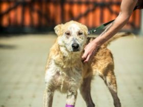 Vernon - männch Rasse:Schäfi Husky Mix Alter: ca. 10