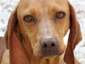 Haley 2, (Schulterhöhe ca. 49 cm)