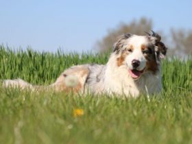 Lightmyfire's You Never Walk Alone DNA-VP