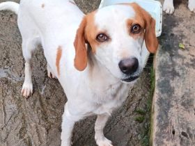 Graues Schnäuzchen Lio / männlich, kastriert / derzeit in Griechenland