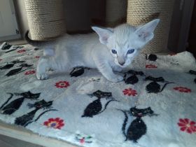 Hier noch ein paar Infos zu meinen Katzen: Keine