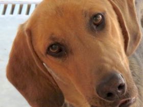 Baz 3 (männlicher Mischling)