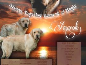 Always together Amarok of Magic