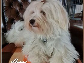 Schleswigholstein-Havaneser