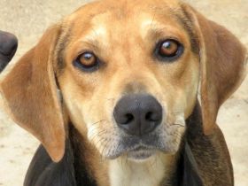 Buckaroo, (Schulterhöhe ca. 52 cm)