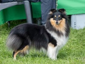 Wild Mustang Shelties