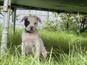 Kohlenpott Bully’s