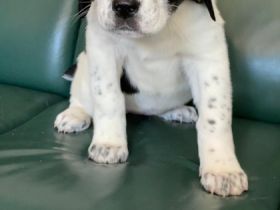 Hallo liebe Hundefreunde, wir haben kleine wunderschöne