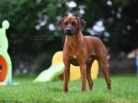 RIDGEBACK DECKRÜDE "BIG BEN"