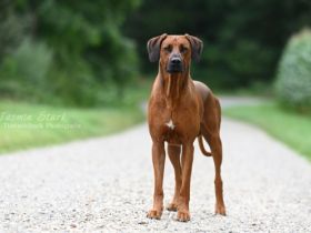 RIDGEBACK DECKRÜDE "AIR JORDAN"