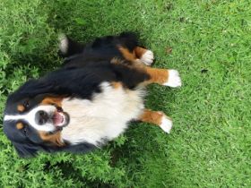 Leo Von den Zusamauen