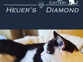 BKH Cattery of Heuer's Diamond